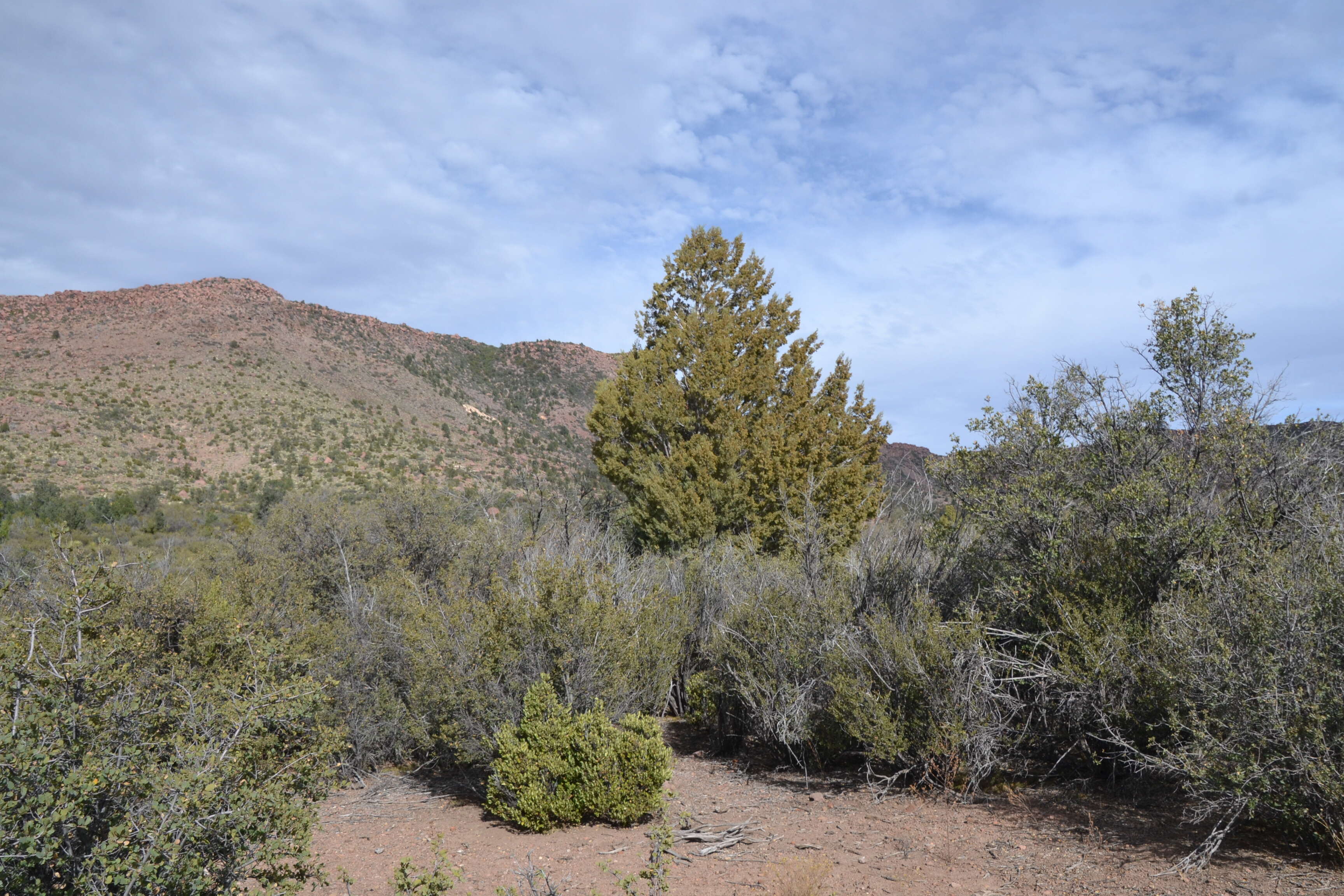 Cupressus arizonica var. stephensonii (C. B. Wolf) Little resmi