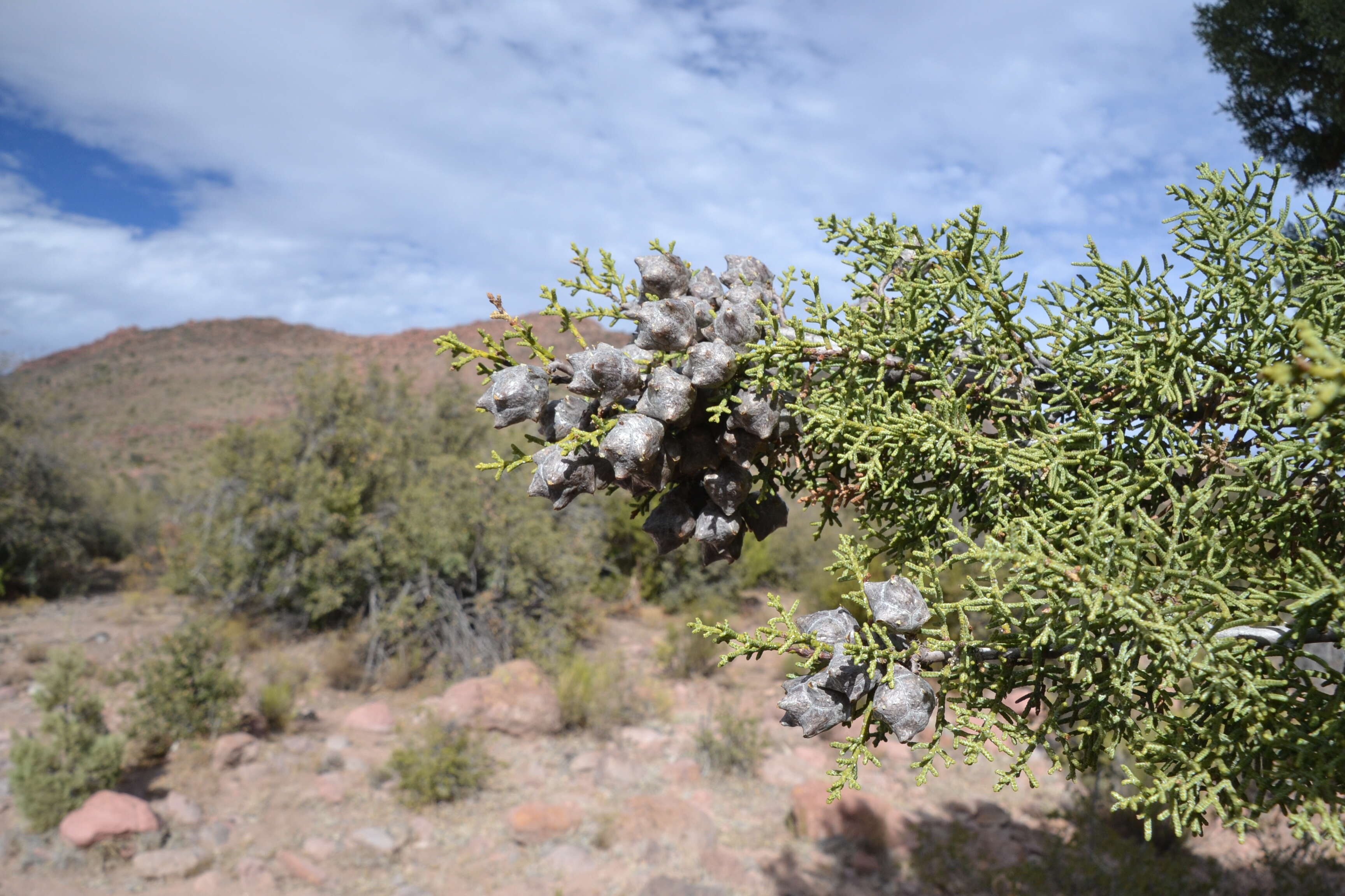 Cupressus arizonica var. stephensonii (C. B. Wolf) Little resmi