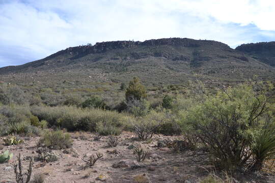 Image of Cuyamaca cypress