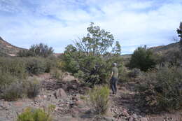 Cupressus arizonica var. stephensonii (C. B. Wolf) Little resmi