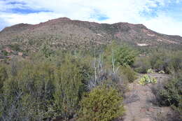 Cupressus arizonica var. stephensonii (C. B. Wolf) Little resmi