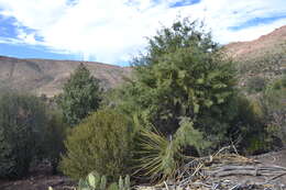 Cupressus arizonica var. stephensonii (C. B. Wolf) Little resmi