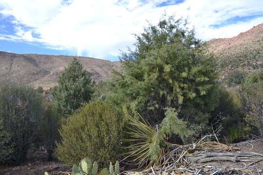 Cupressus arizonica var. stephensonii (C. B. Wolf) Little resmi