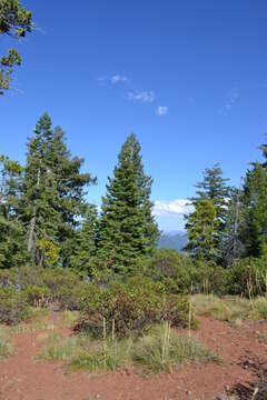 Image of Baker Cypress