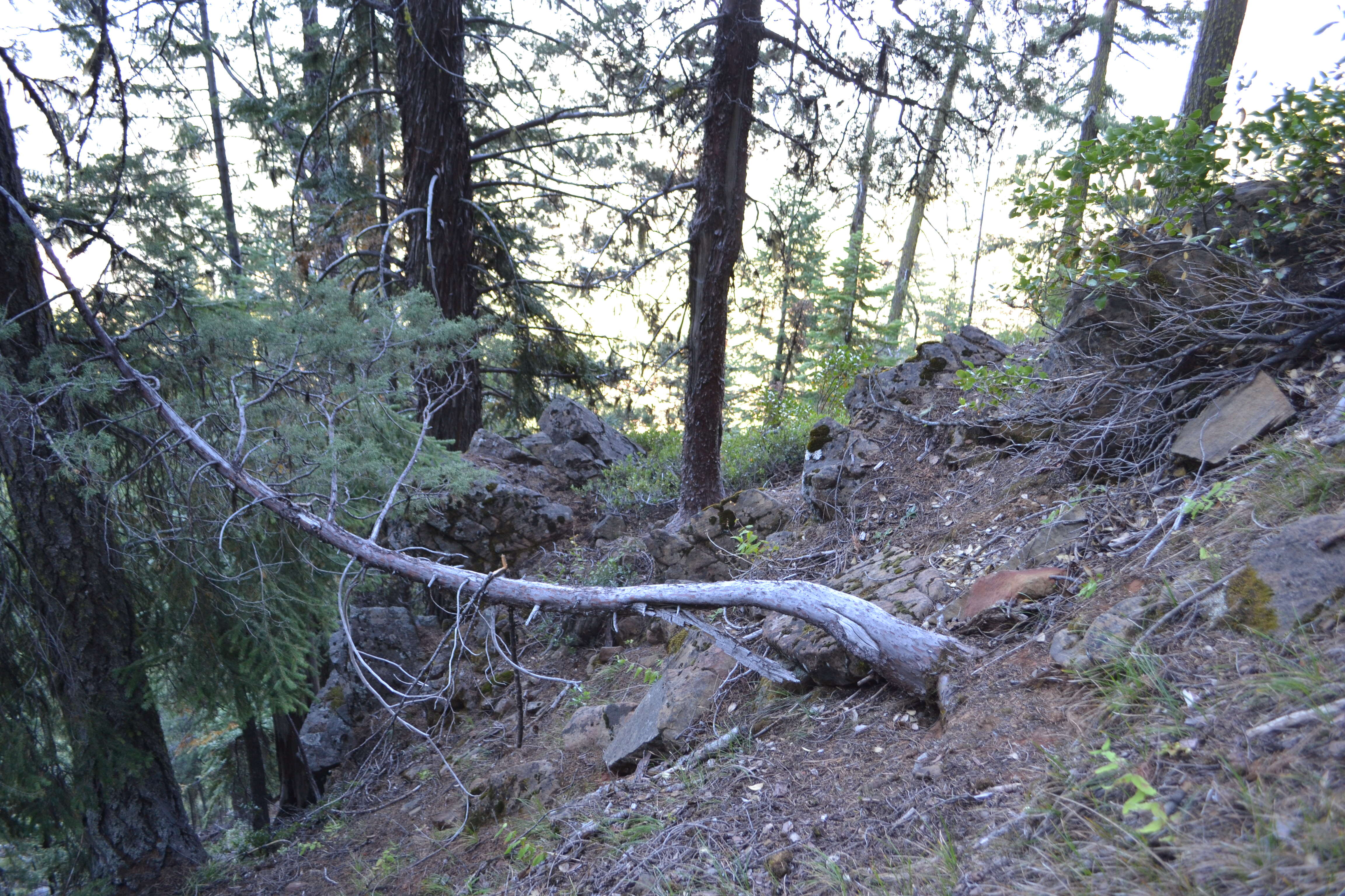 Image of Baker Cypress