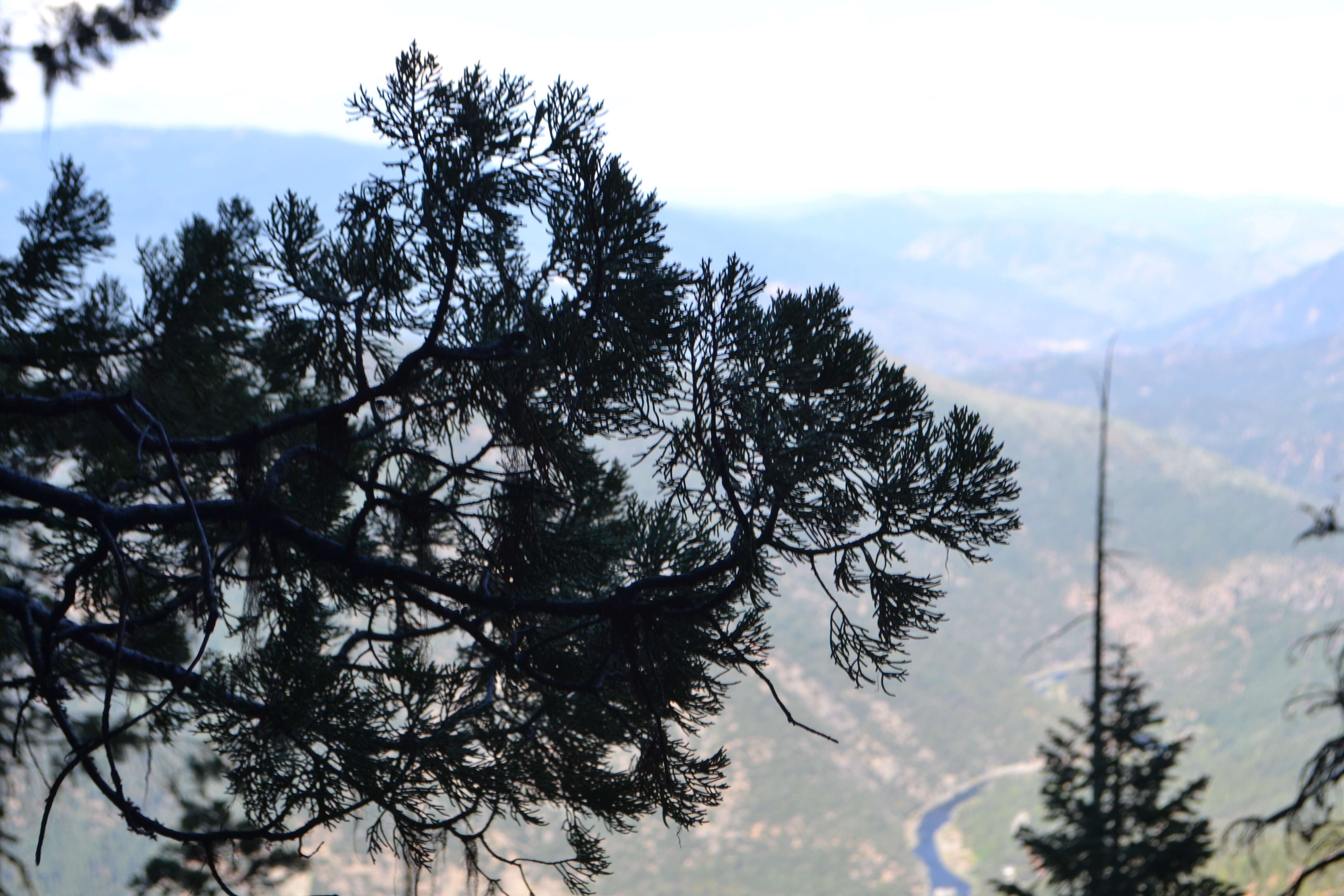 Image of Baker Cypress