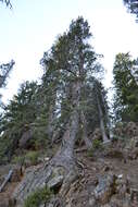 Image of Baker Cypress