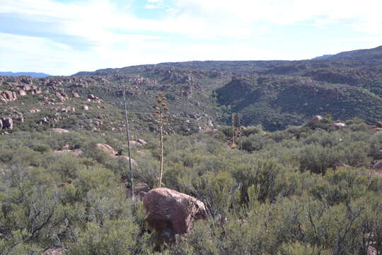 Image of Cuyamaca cypress