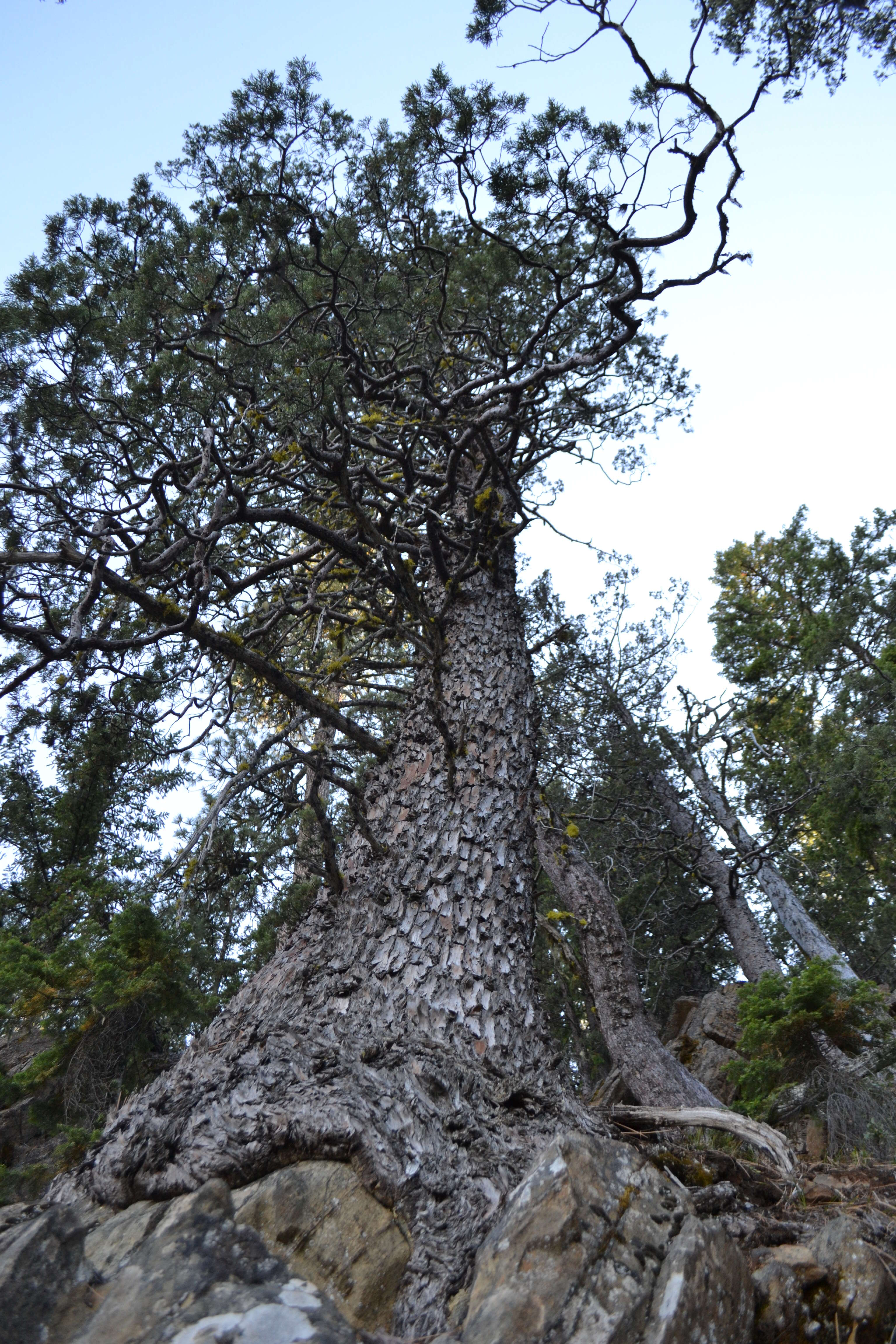 Image of Baker Cypress