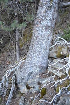 Image of Baker Cypress