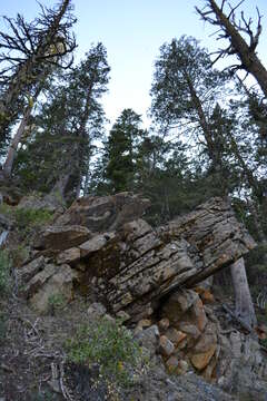 Image of Baker Cypress