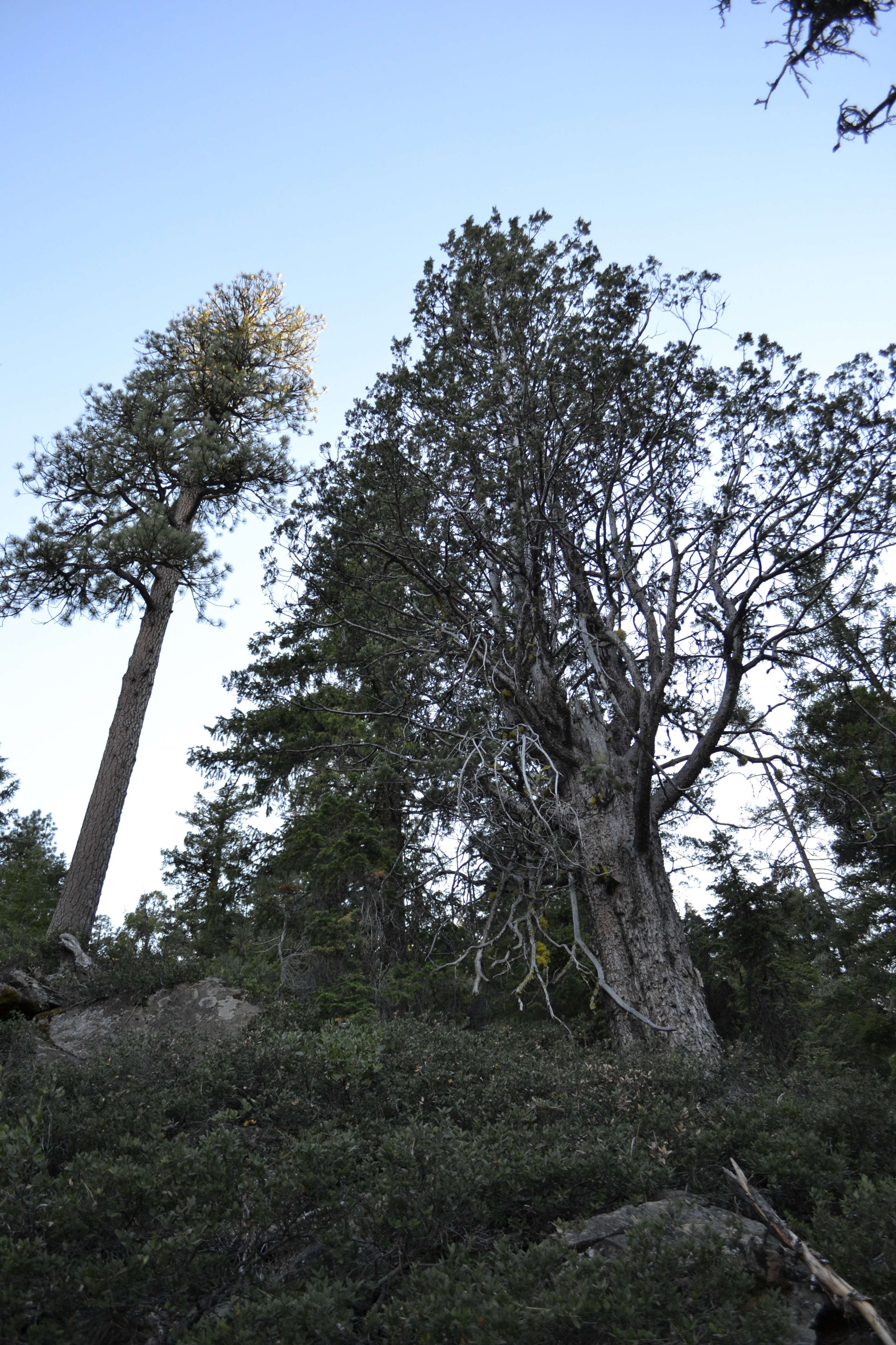 Image of Baker Cypress