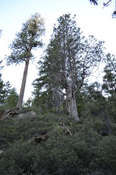 Image of Baker Cypress