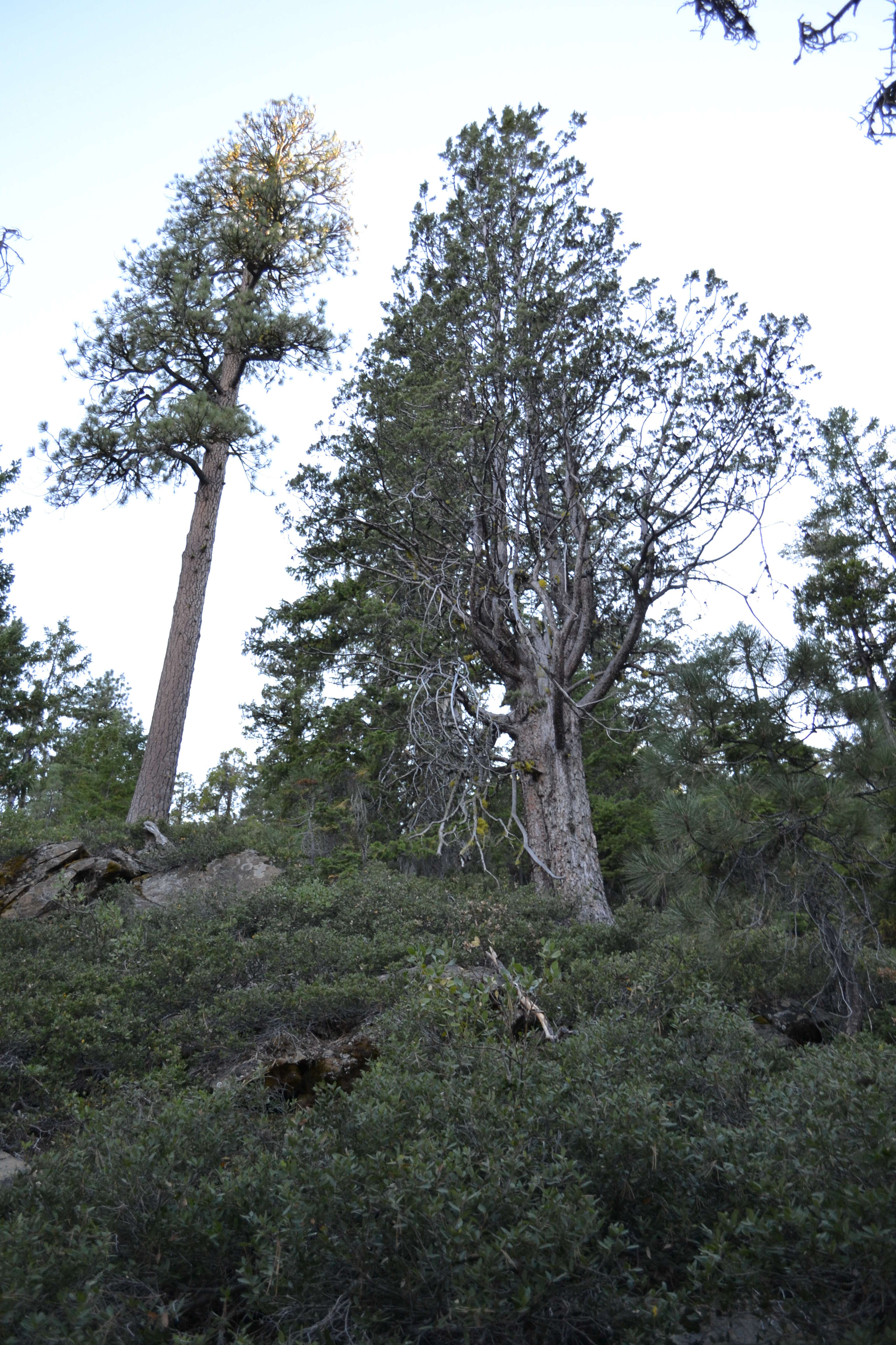 Image of Baker Cypress