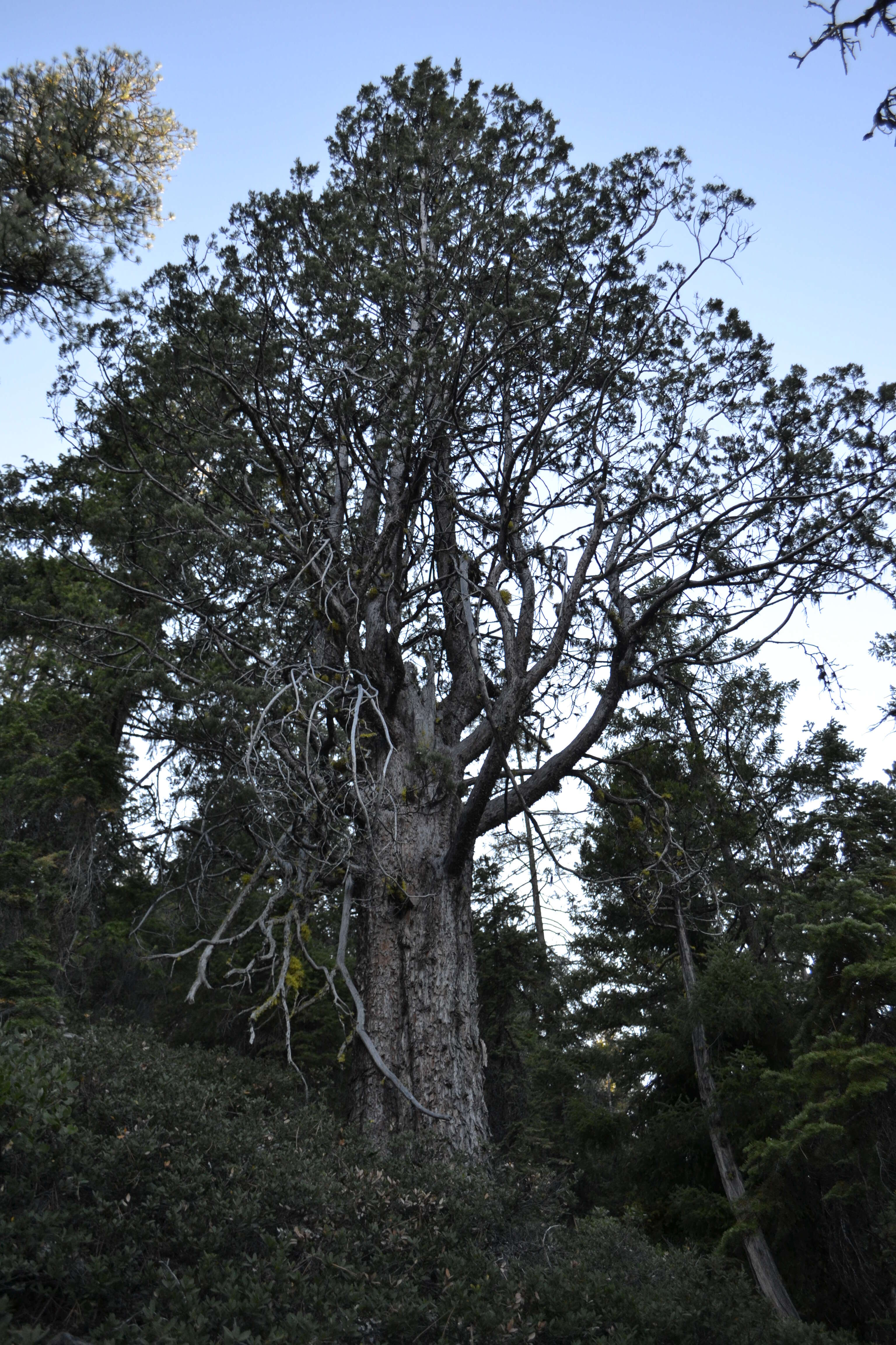 Image of Baker Cypress