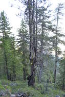 Image of Baker Cypress