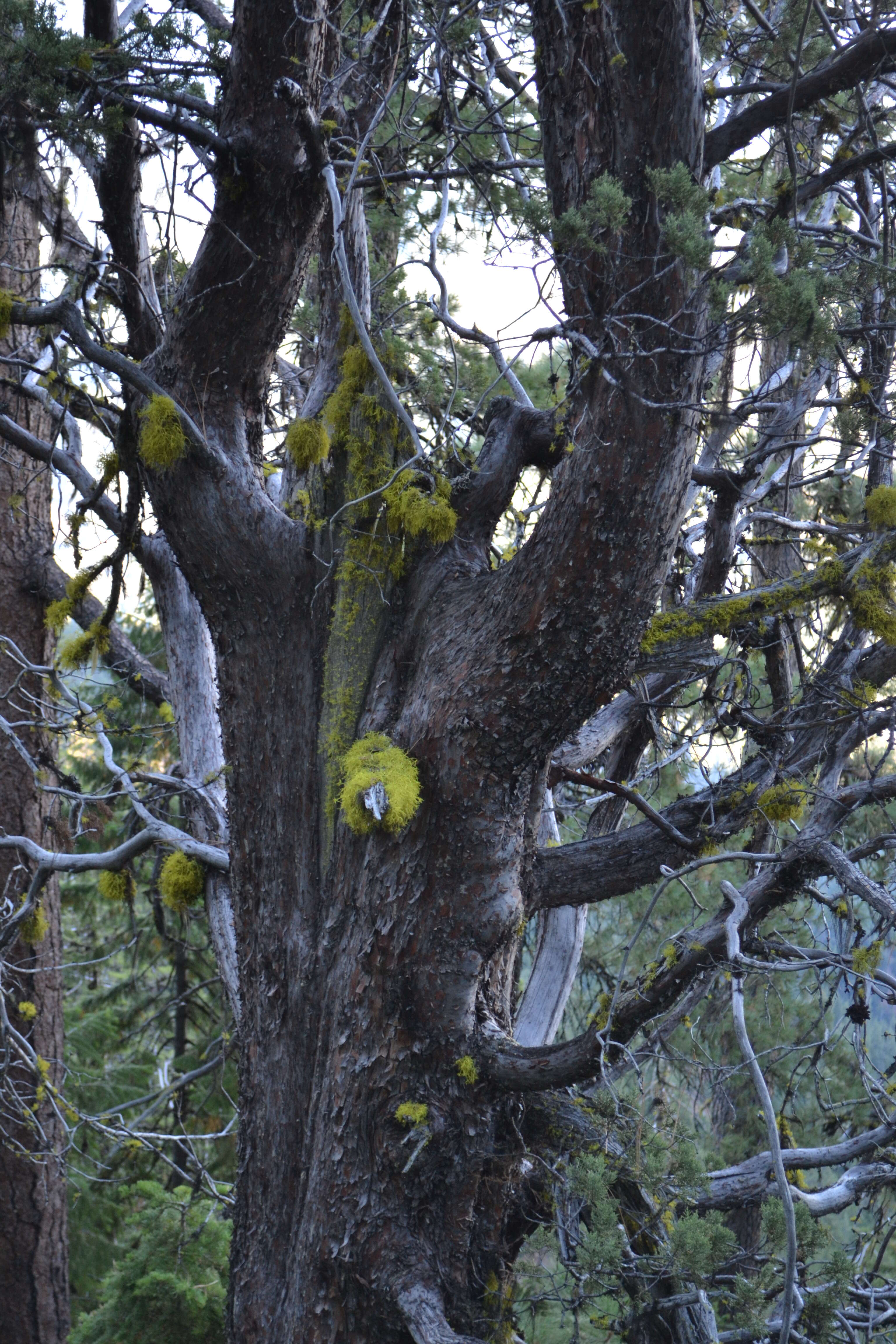 Cupressus bakeri Jeps.的圖片