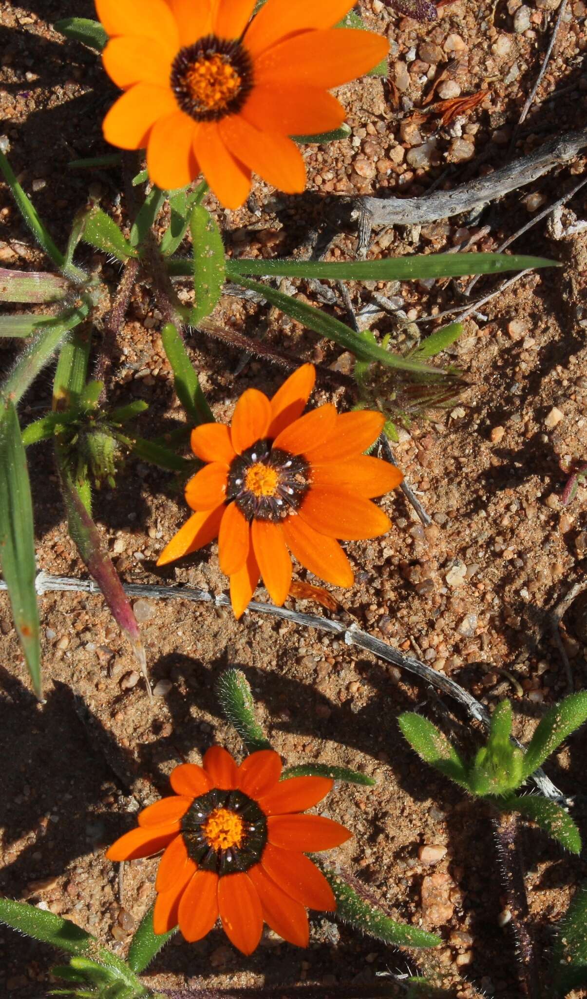 Image of beetle daisy