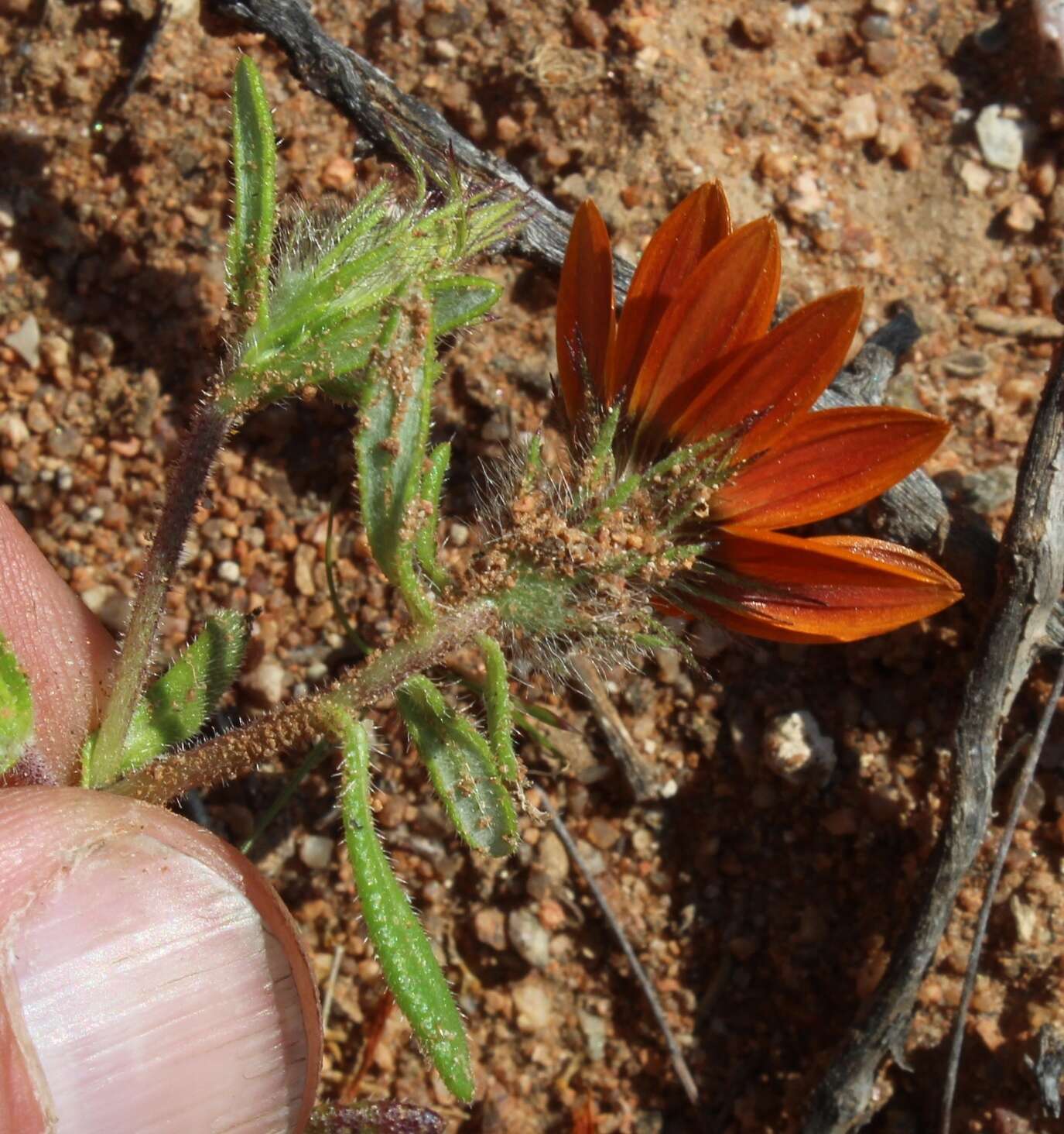 Image of beetle daisy