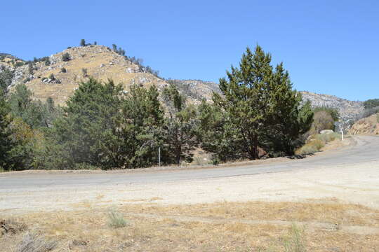 Cupressus arizonica var. nevadensis (Abrams) Little resmi