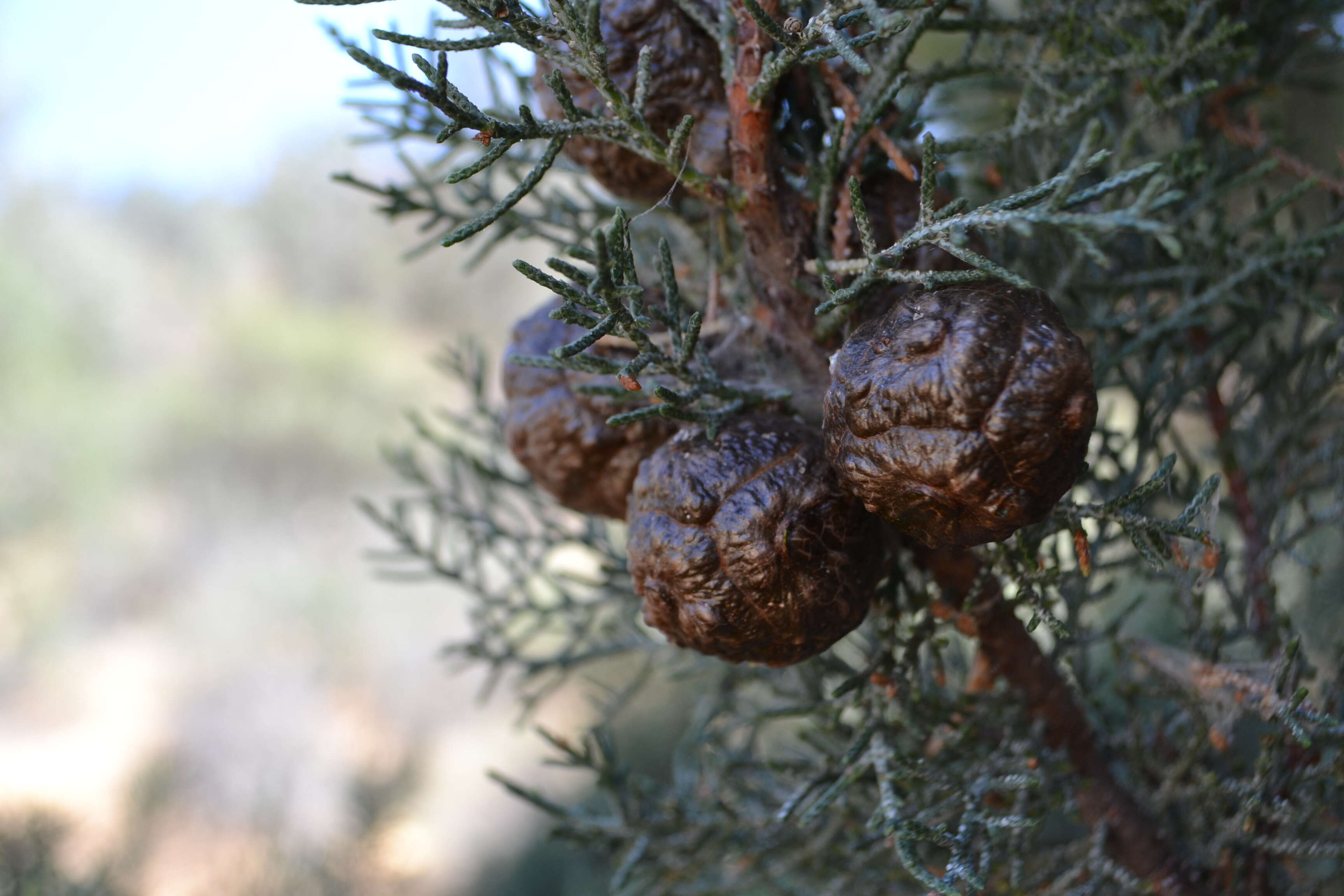 Image of Paiute cypress