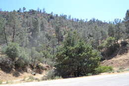 Image of Paiute cypress