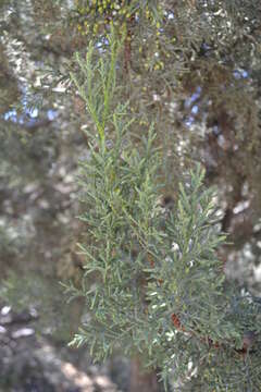 Image of Paiute cypress