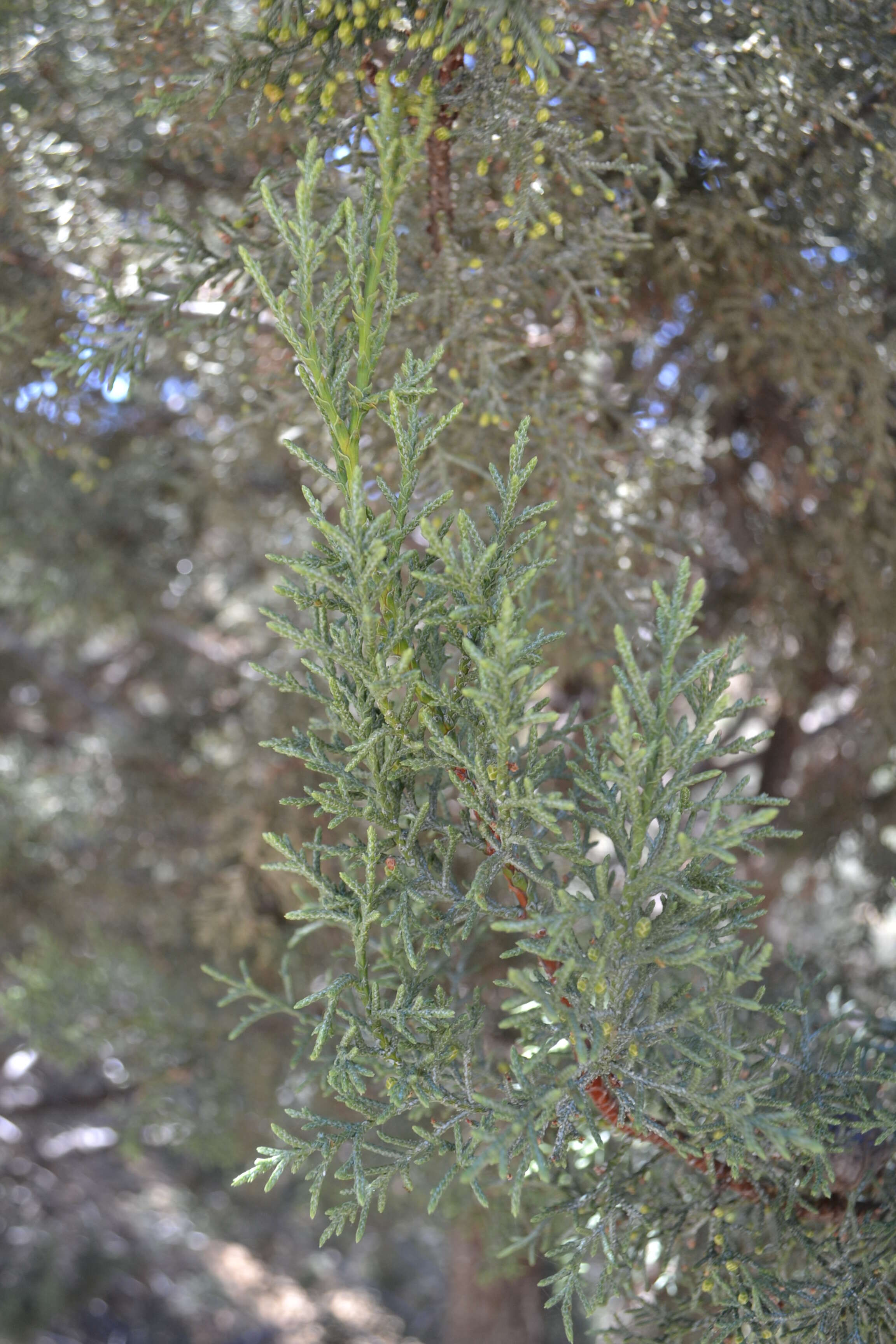 Sivun Cupressus arizonica var. nevadensis (Abrams) Little kuva