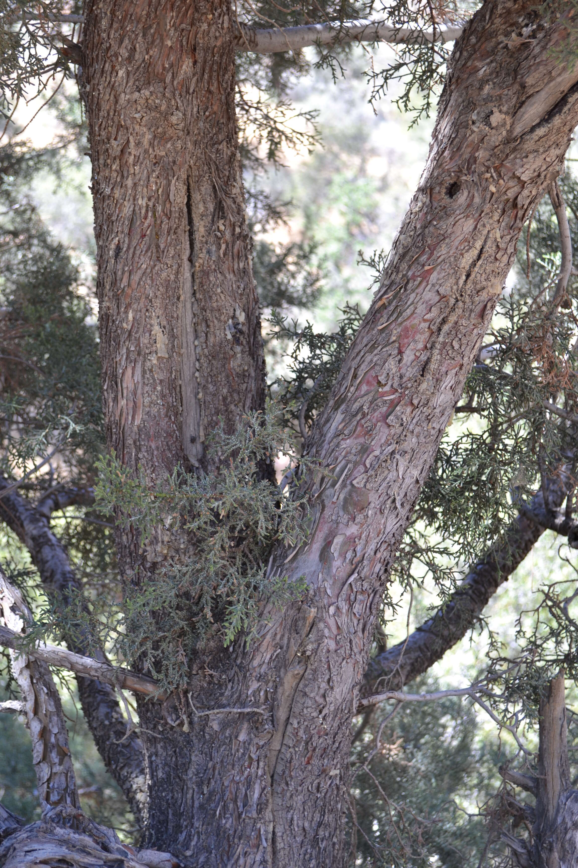 Sivun Cupressus arizonica var. nevadensis (Abrams) Little kuva