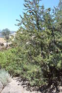 Image of Paiute cypress