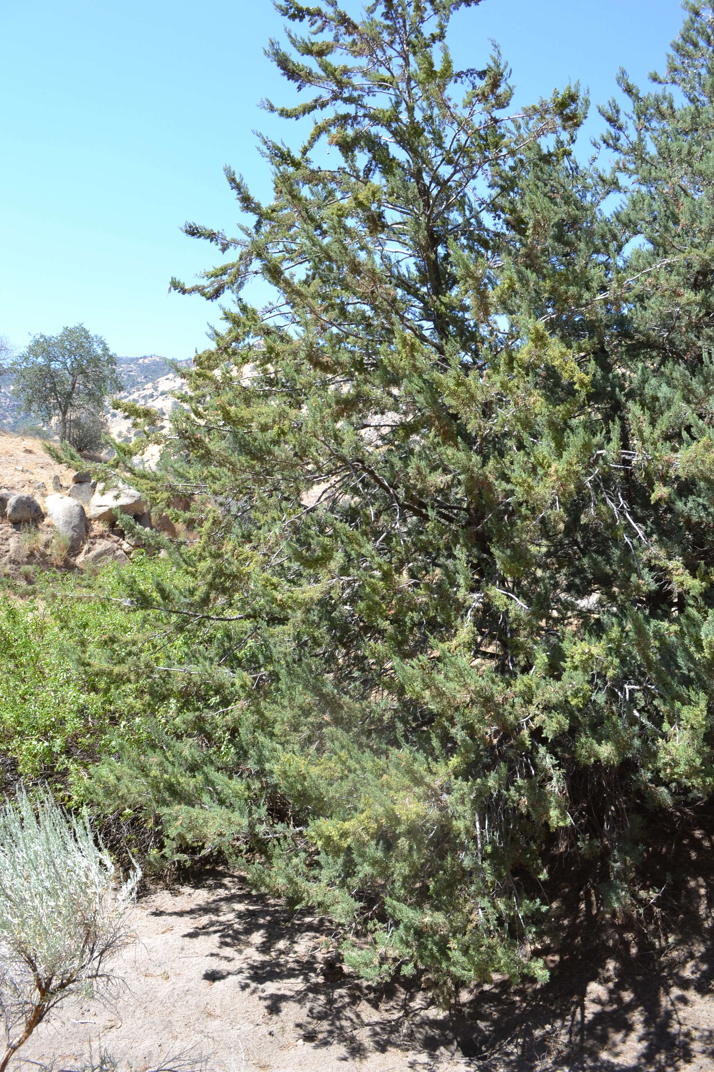 Image of Paiute cypress