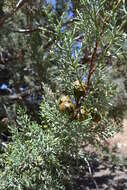 Image of Paiute cypress