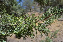 Image of Paiute cypress