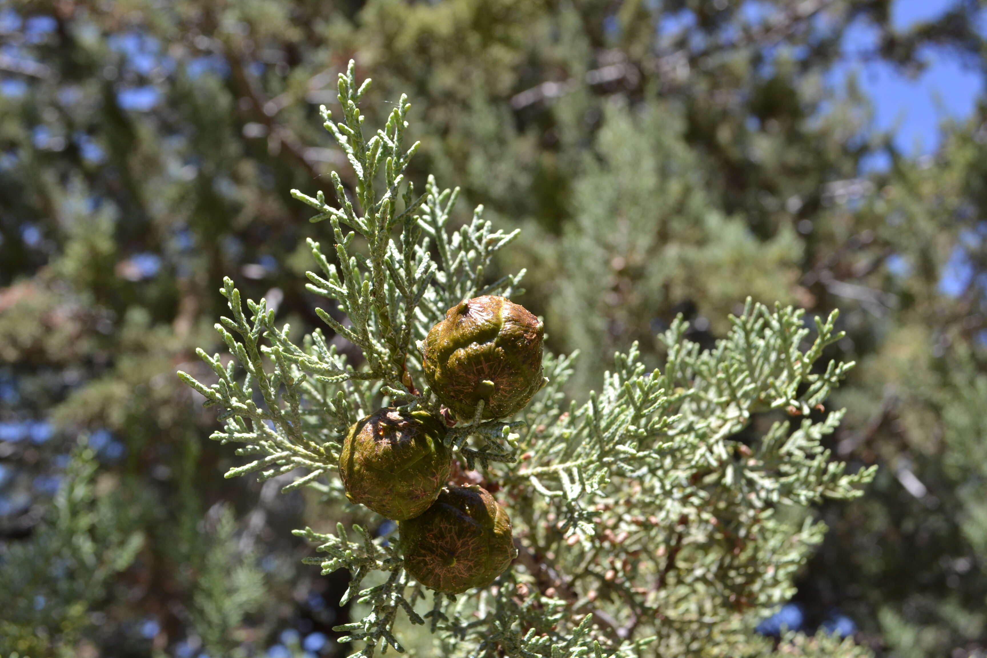 Image of Paiute cypress