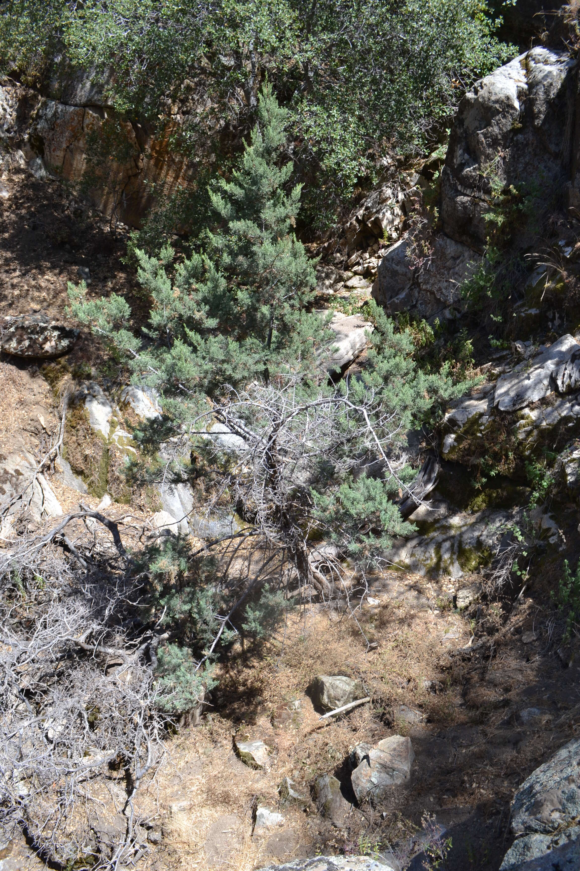 Image of Paiute cypress