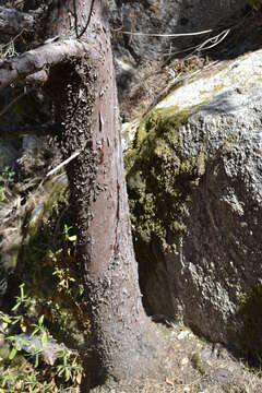 Cupressus arizonica var. nevadensis (Abrams) Little resmi