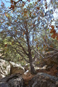 Cupressus arizonica var. nevadensis (Abrams) Little resmi