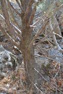 Image of Paiute cypress