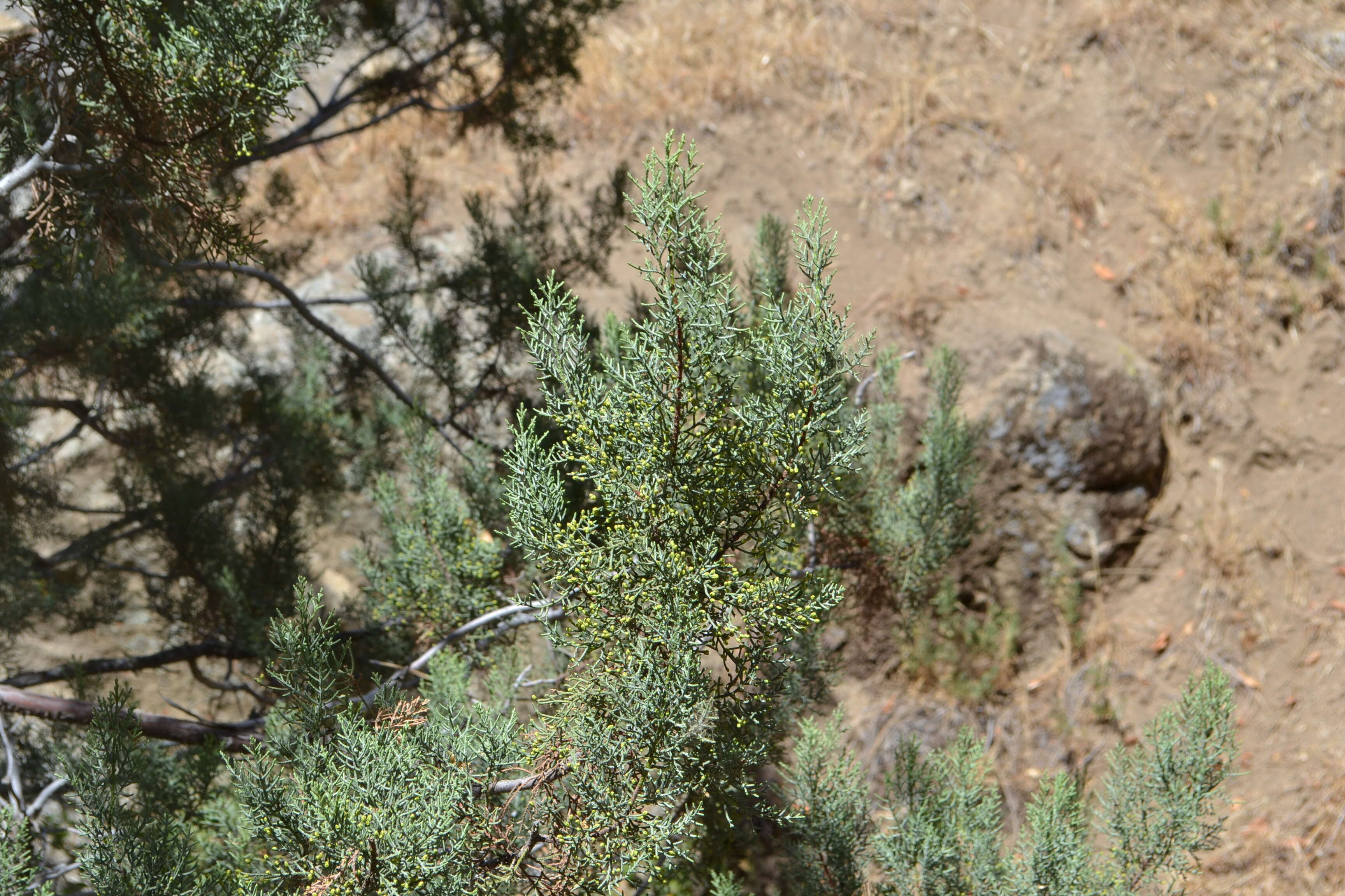 Image of Paiute cypress