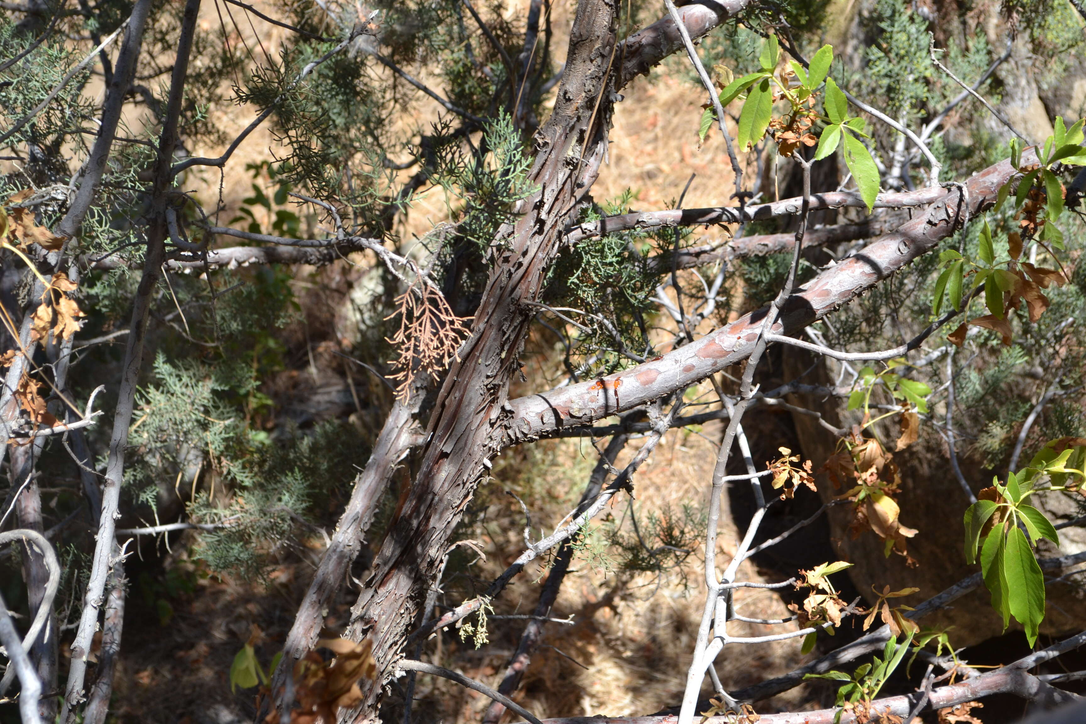 Image of Paiute cypress