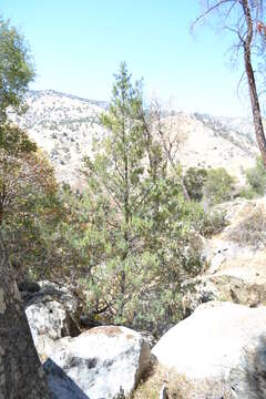 Cupressus arizonica var. nevadensis (Abrams) Little resmi