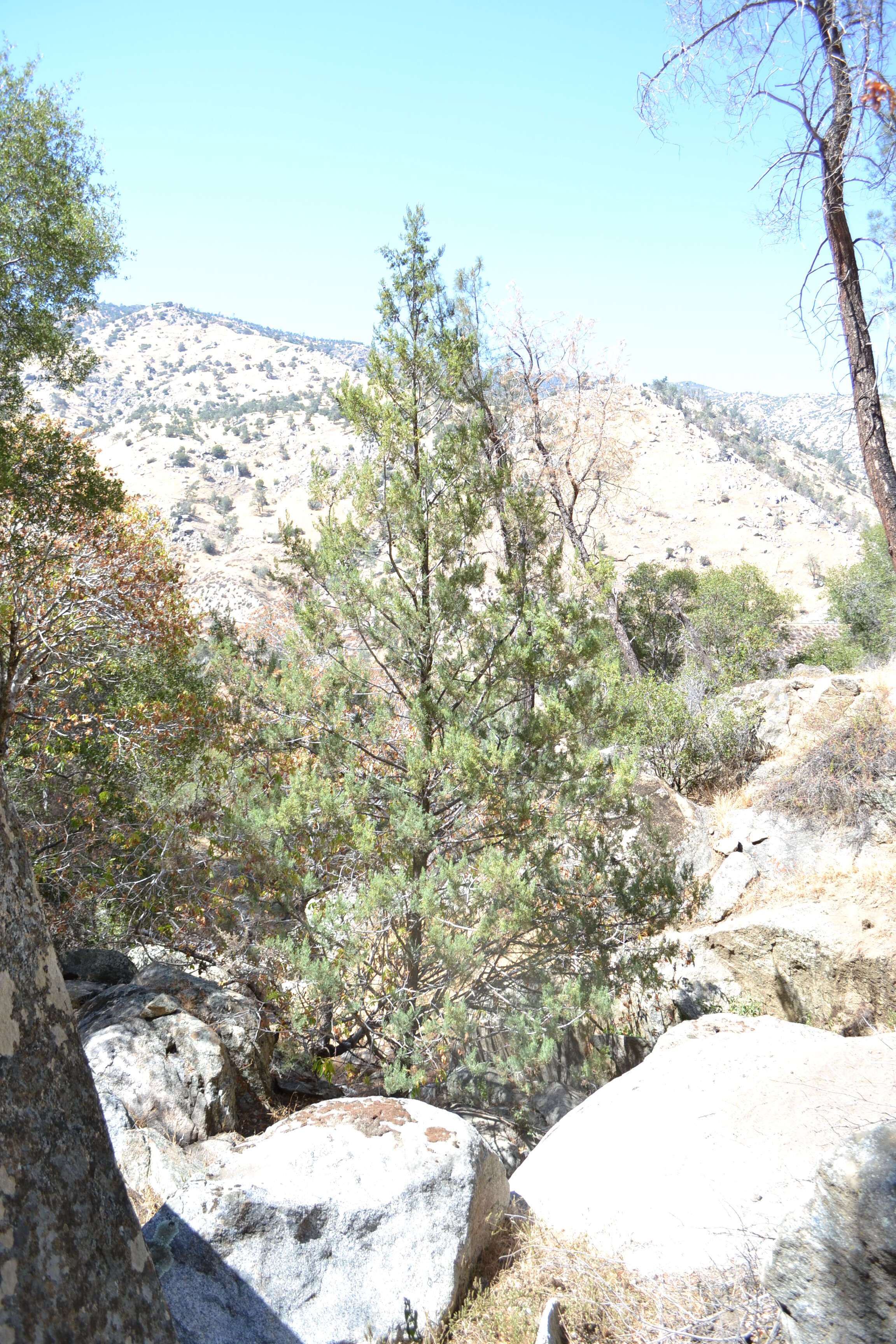 Sivun Cupressus arizonica var. nevadensis (Abrams) Little kuva