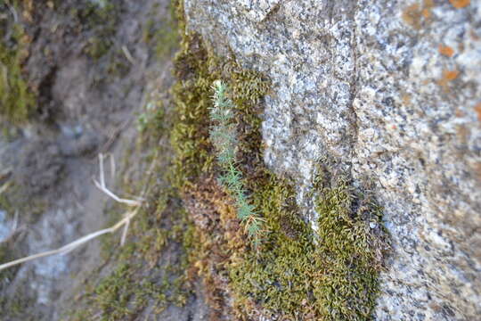 Sivun Cupressus arizonica var. nevadensis (Abrams) Little kuva