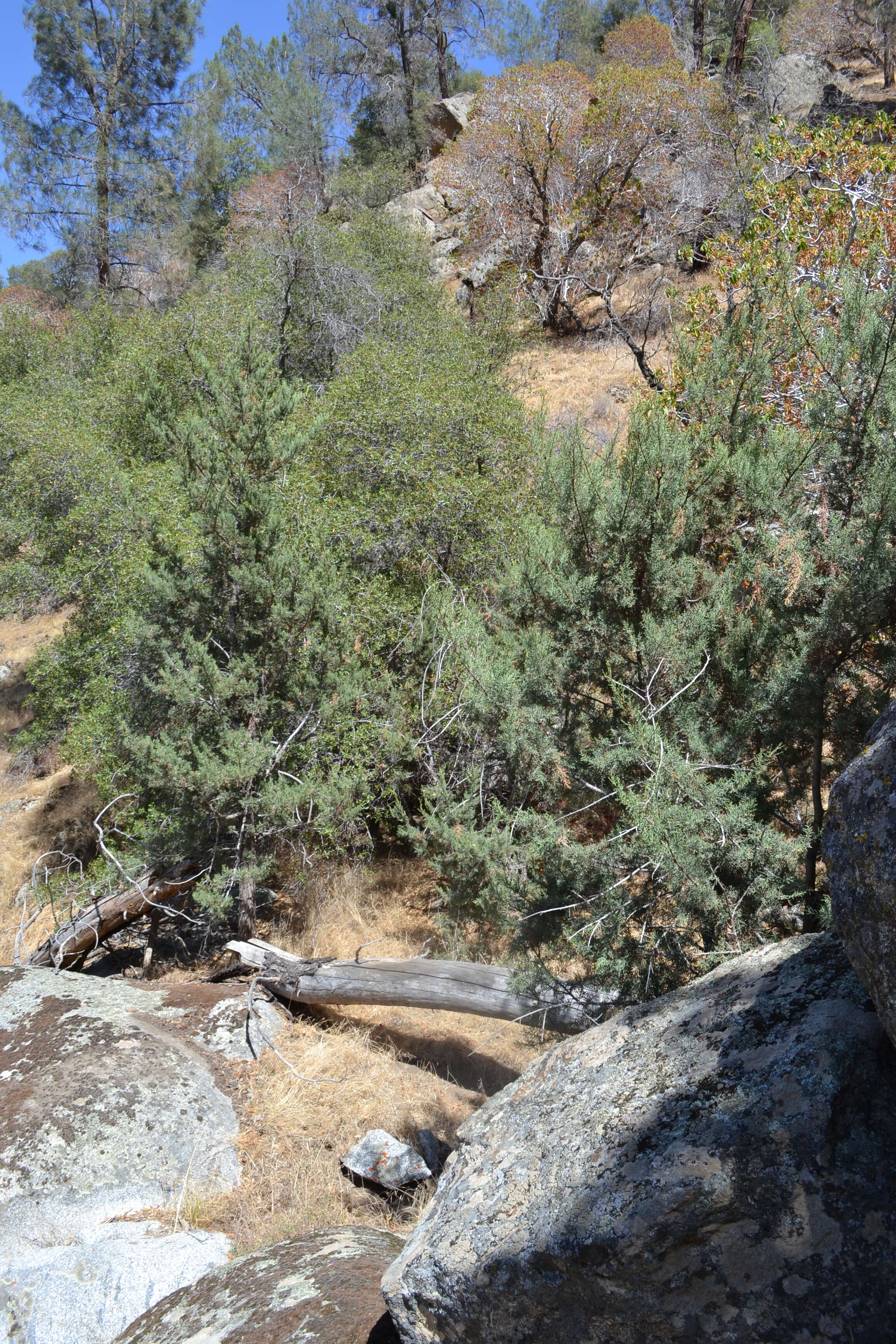 Image of Paiute cypress