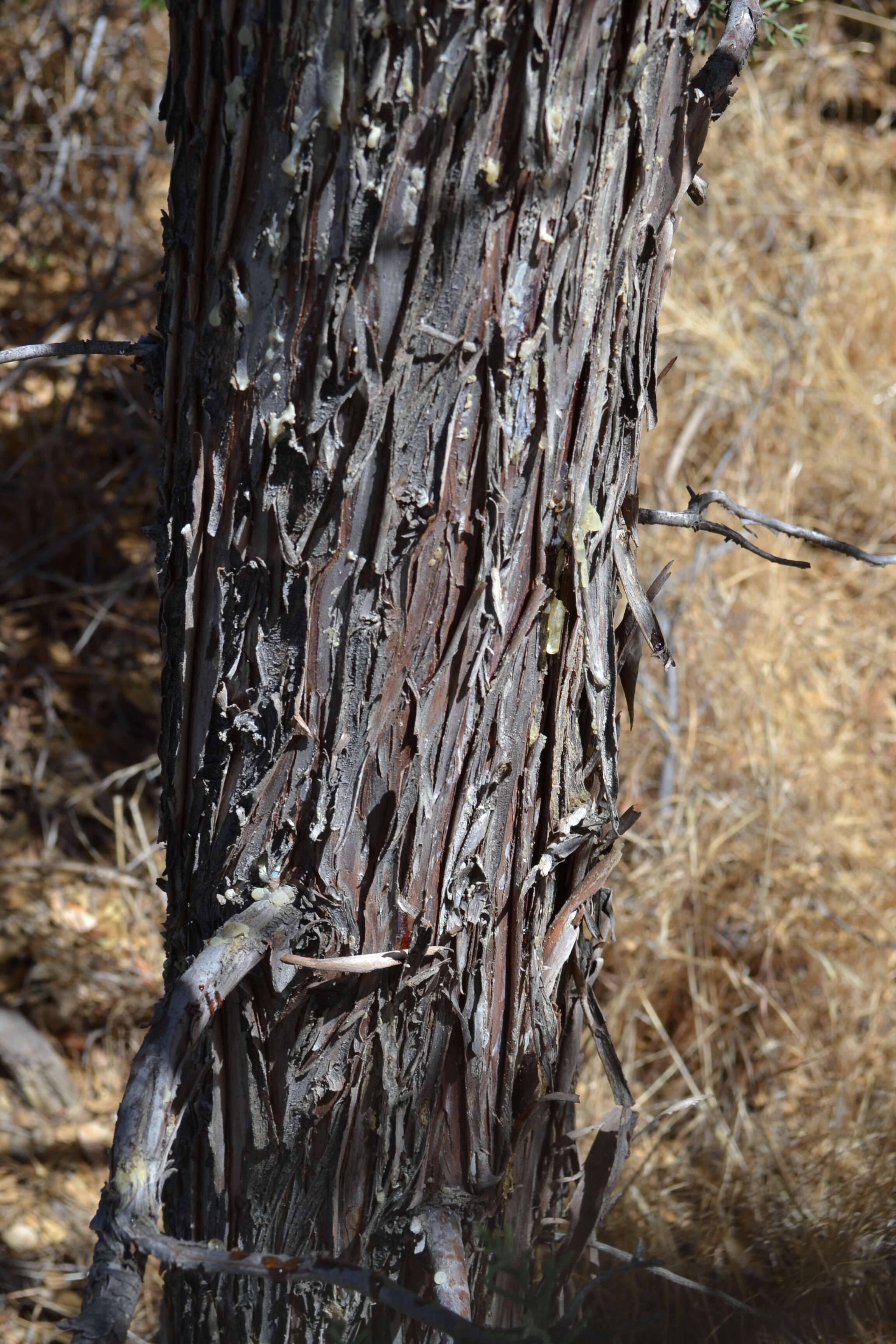 Image of Paiute cypress