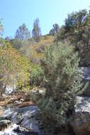 Cupressus arizonica var. nevadensis (Abrams) Little resmi