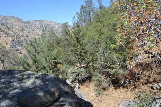 Image of Paiute cypress