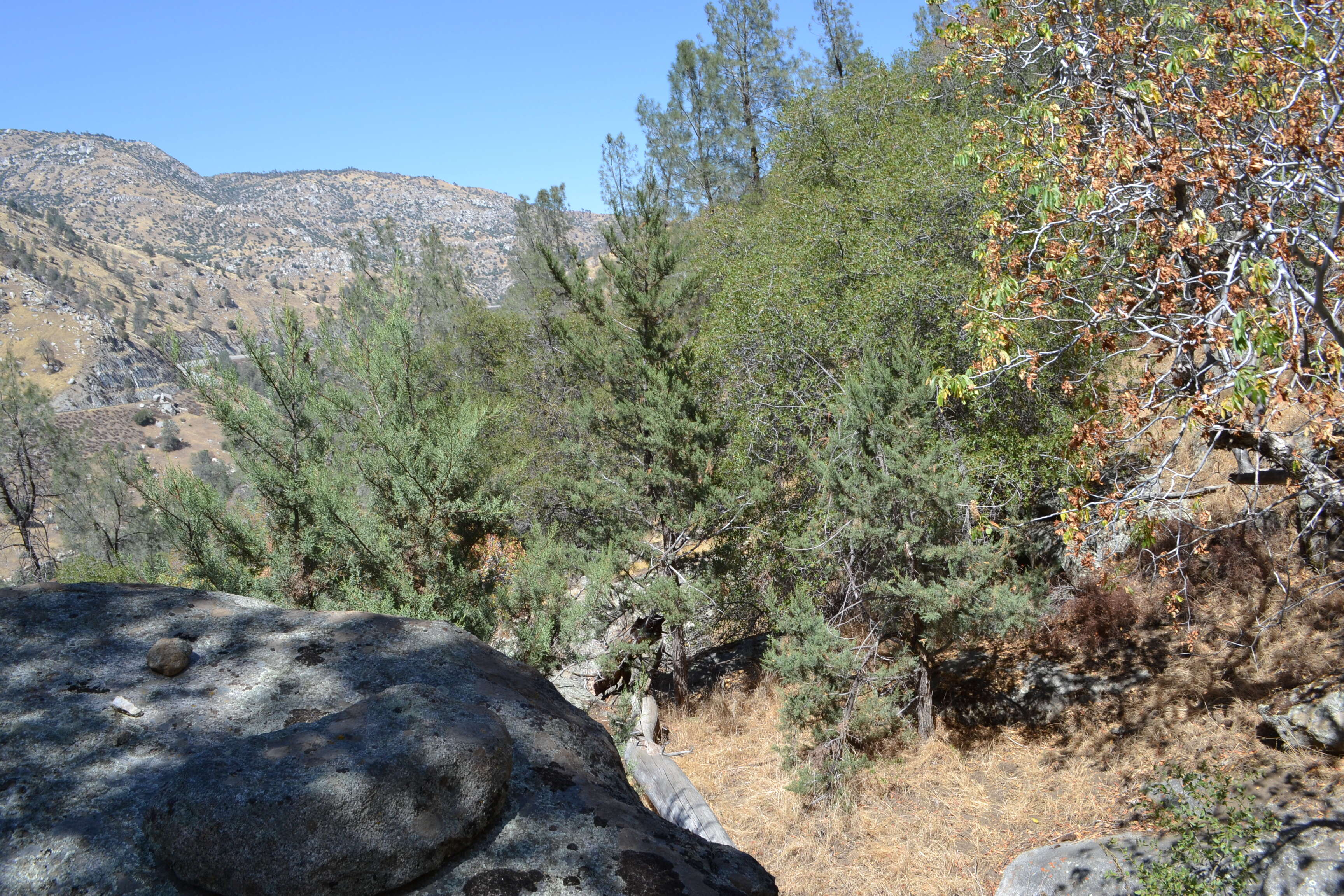 Sivun Cupressus arizonica var. nevadensis (Abrams) Little kuva