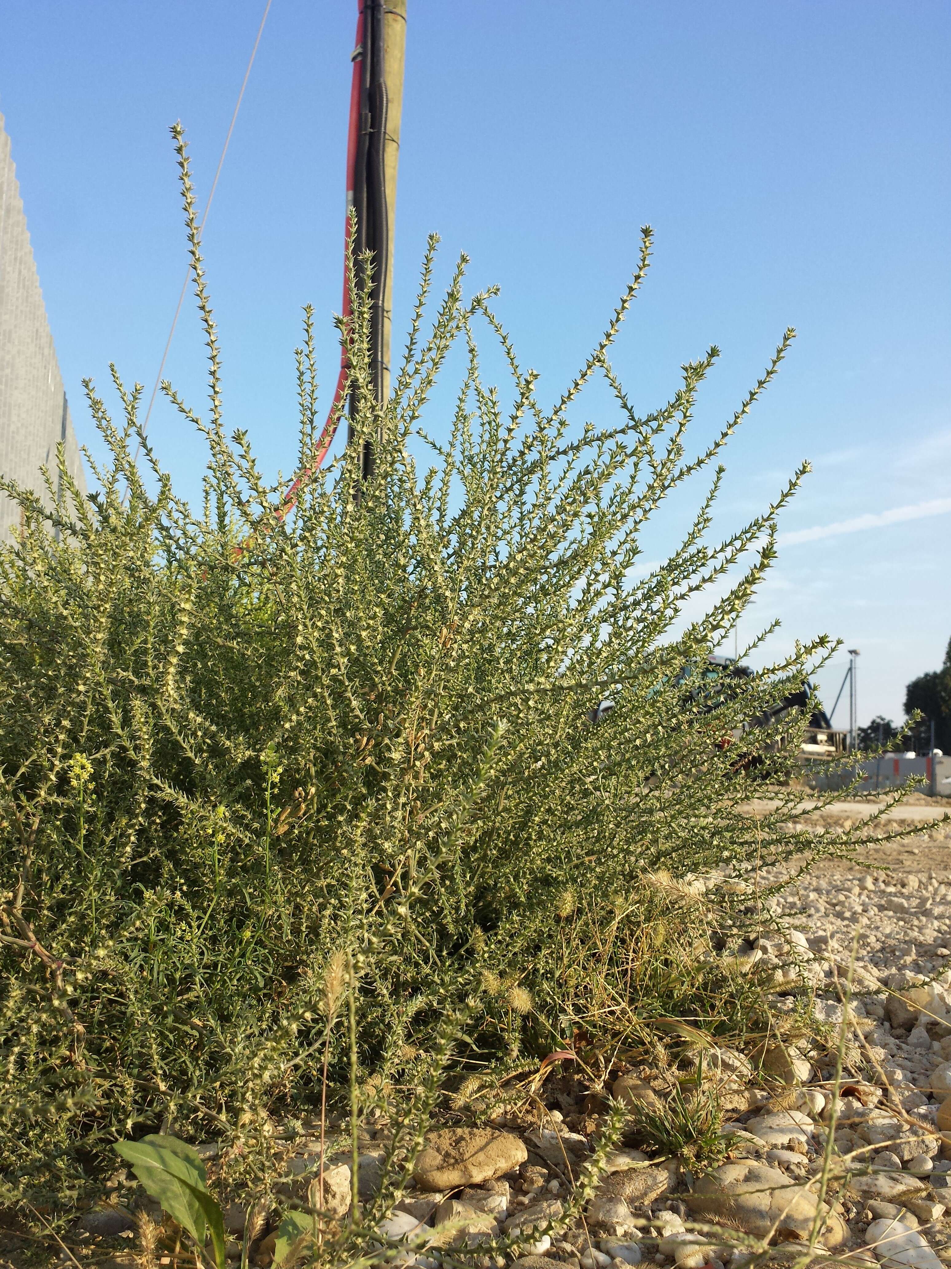 Image of Prickly Russian-Thistle