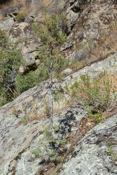 Image of Paiute cypress